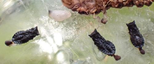 Eulophus sp.